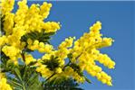 mimosa