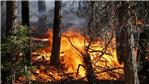 incendi boschivi