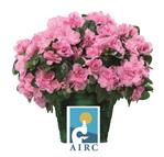 Azalea della Ricerca 2023